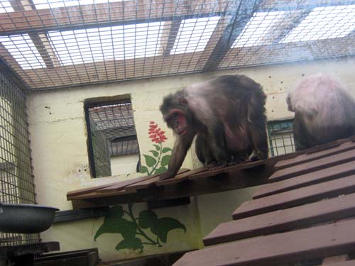 monkeyworld25.4.10emily 011