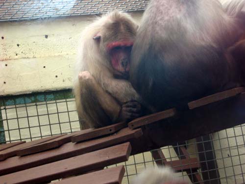 monkeyworld25.4.10emily 014