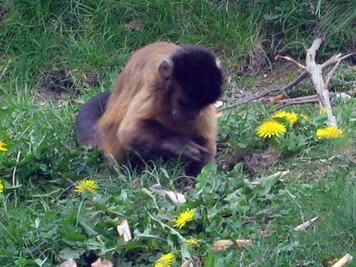 monkeyworld25.4.10emily 060