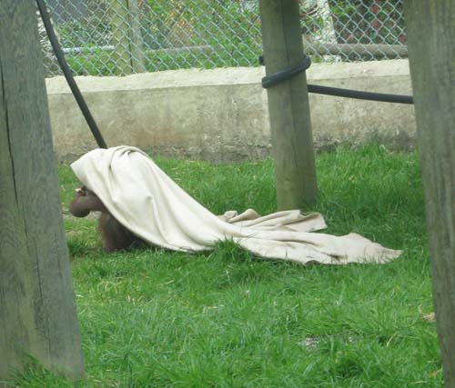 monkeyworld25.4.10emily 062