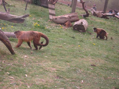 monkeyworld25.4.10emily 103