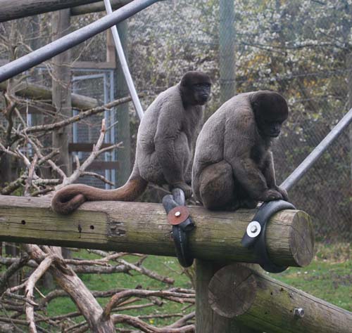 monkeyworld25.4.10 006