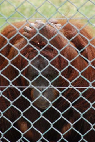 monkeyworld25.4.10 165