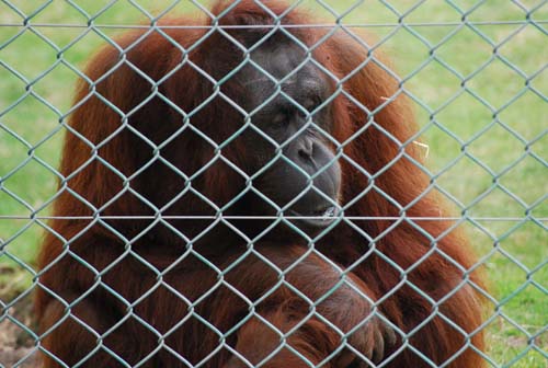 monkeyworld25.4.10 168