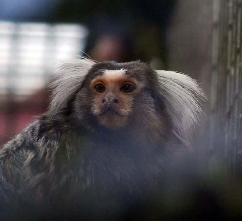 monkeyworld25.4.10 278